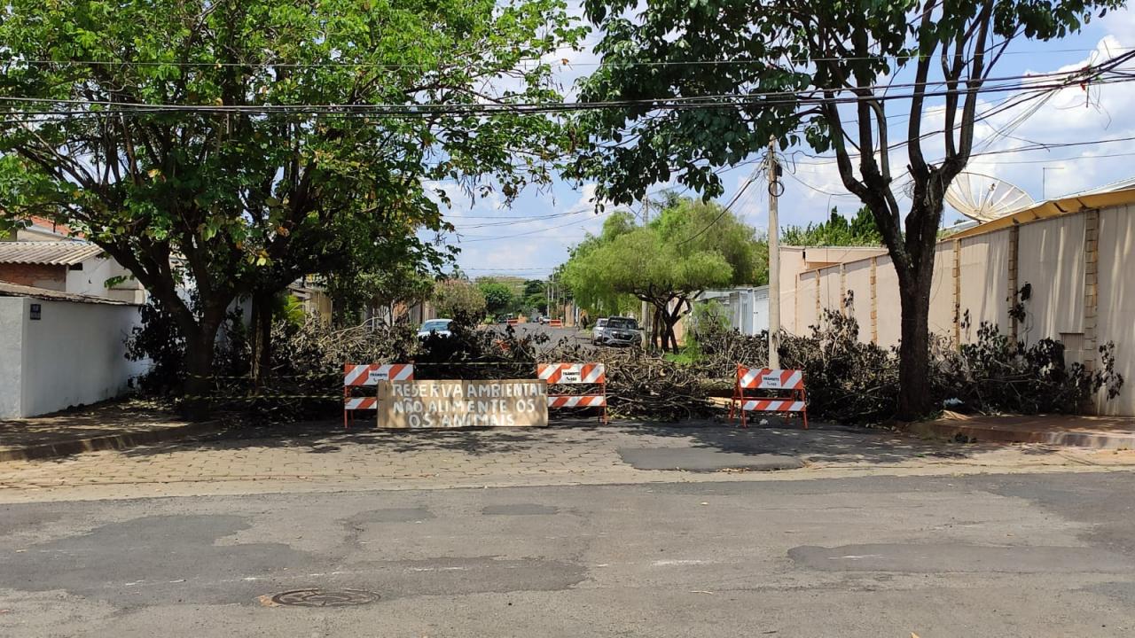 Foto 3 de 4 — Árvore que caiu na semana passada em Araraquara será retirada amanhã pela prefeitura